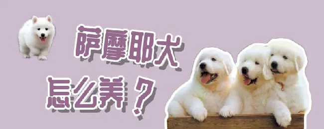 萨摩耶犬怎么养 | 宠物病虫害防治