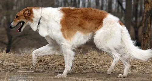 苏俄猎狼犬不能吃什么 苏俄猎狼犬禁忌食物介绍 | 宠物病虫害防治