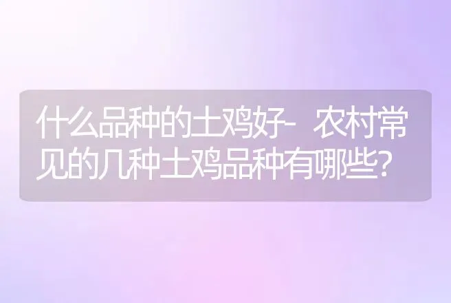 什么品种的土鸡好-农村常见的几种土鸡品种有哪些？ | 动物养殖