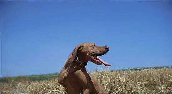 维希拉猎犬怎么修剪指甲 维希拉猎犬剪指甲方法 | 宠物病虫害防治