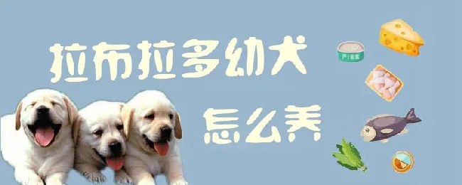 拉布拉多幼犬怎么养 | 宠物病虫害防治