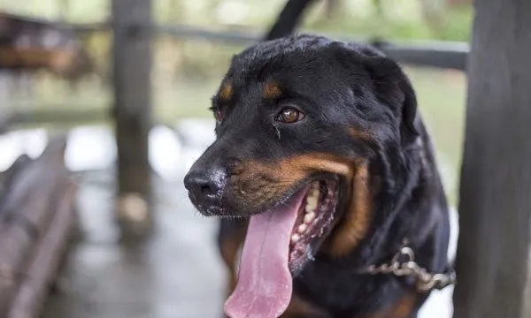 宠物狗罗威纳犬性格特点及图片 | 宠物狗选购技巧