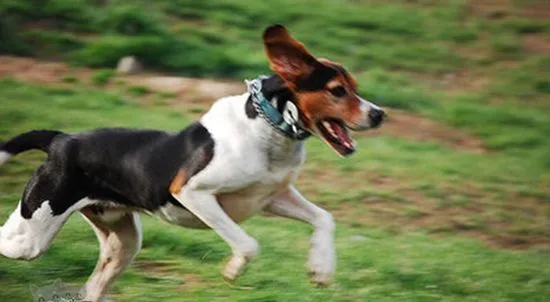 树丛浣熊猎犬如何饲养 树丛浣熊猎犬养护知识 | 宠物病虫害防治