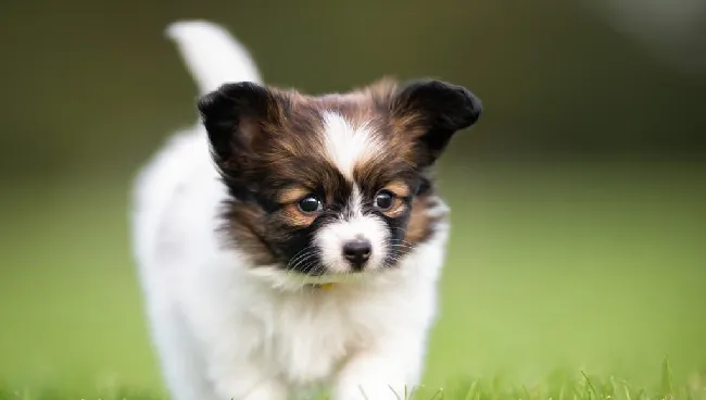 犬食物合理营养配比 | 宠物喂养知识