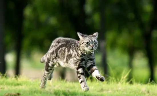 飞起来的喵星人不比汪星人差 | 宠物猫图片