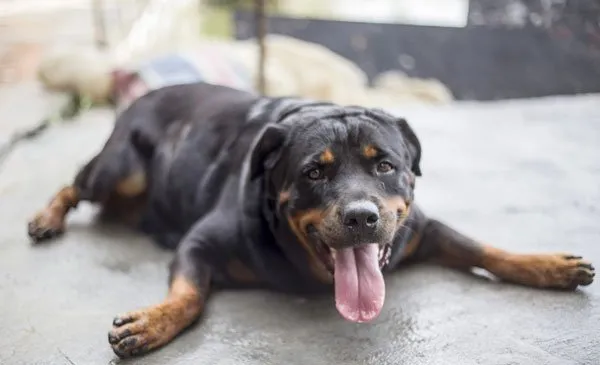 宠物狗罗威纳犬性格特点及图片 | 宠物狗选购技巧