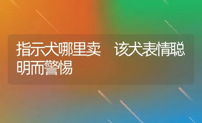 指示犬哪里卖 该犬表情聪明而警惕 | 宠物喂养