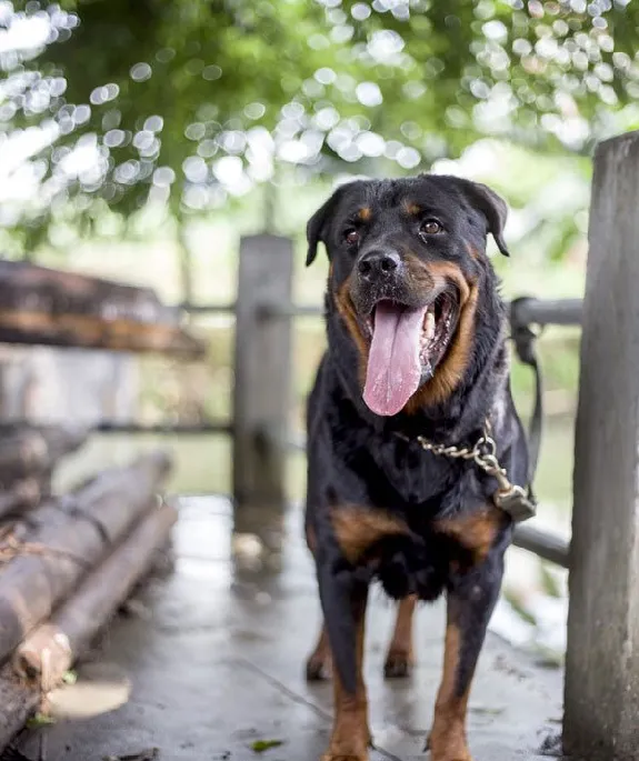 宠物狗罗威纳犬性格特点及图片 | 宠物狗选购技巧