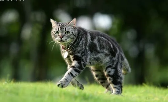 飞起来的喵星人不比汪星人差 | 宠物猫图片