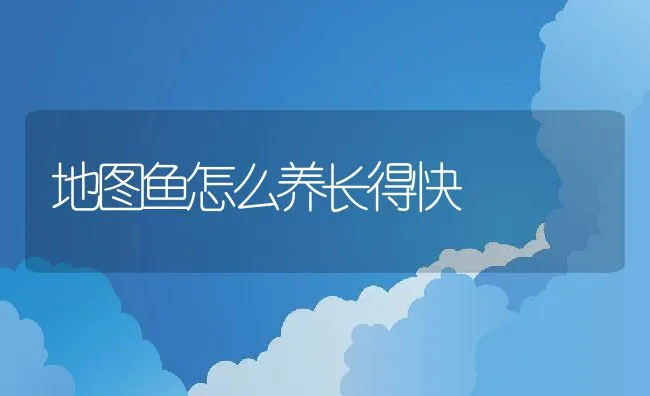 地图鱼怎么养长得快 | 宠物鱼