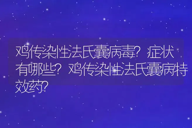 鸡传染性法氏囊病毒？症状有哪些？鸡传染性法氏囊病特效药？ | 兽医知识大全