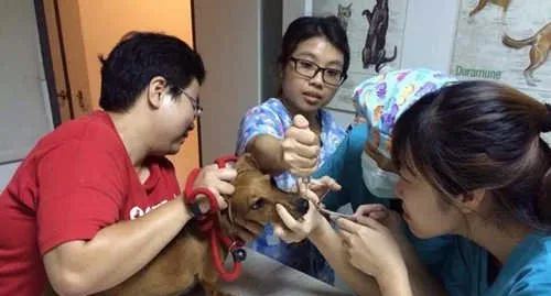 腊肠犬打喷嚏流鼻血的元凶竟是水蛭 | 宠物狗病虫害防治