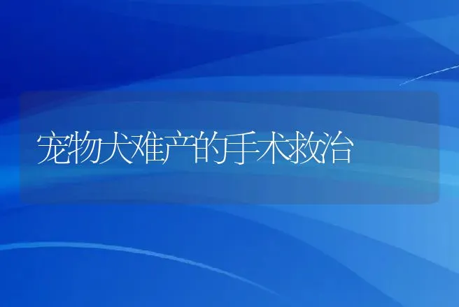 宠物犬难产的手术救治 | 动物养殖