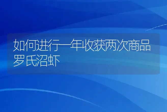 如何进行一年收获两次商品罗氏沼虾 | 动物养殖