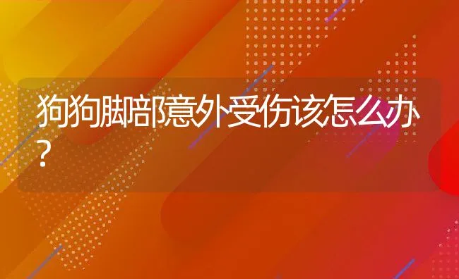 狗狗脚部意外受伤该怎么办? | 宠物猫