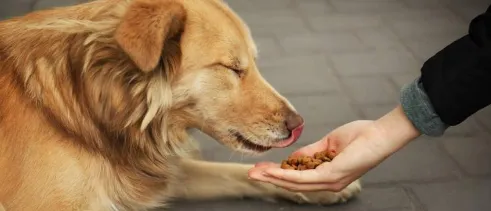 如何训练狗狗拒食,狗狗拒食训练的方法都有哪些? | 宠物狗训练技巧