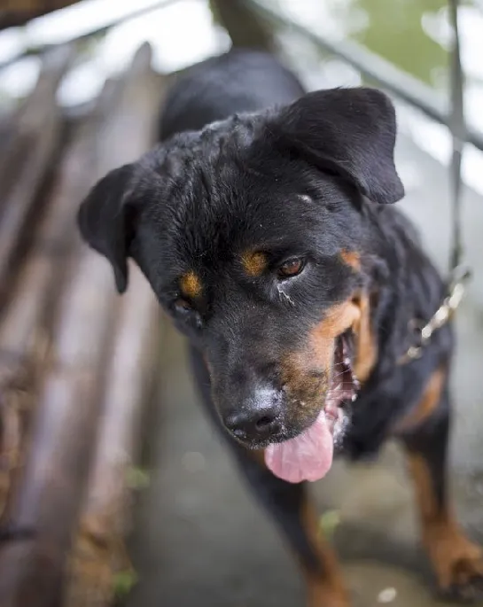 宠物狗罗威纳犬性格特点及图片 | 宠物狗选购技巧