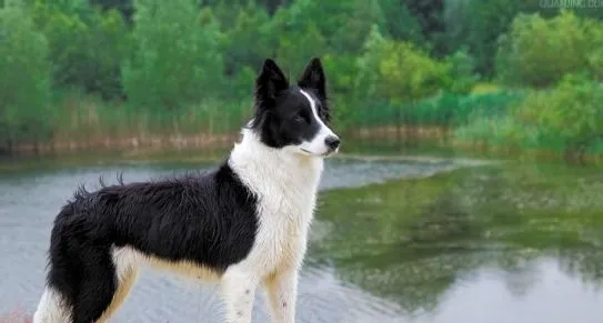 边境牧羊犬怎样挑选？挑选的注意事项有哪些？ | 宠物牧羊犬饲养