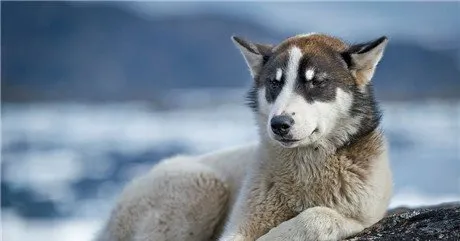 常见的雪橇犬有几种？不常见的雪橇犬有哪几种？ | 宠物狗饲养