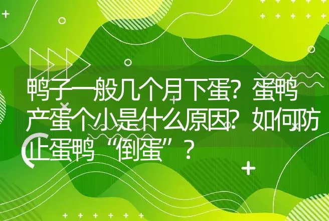 鸭子一般几个月下蛋？蛋鸭产蛋个小是什么原因?如何防止蛋鸭“倒蛋”? | 家禽养殖