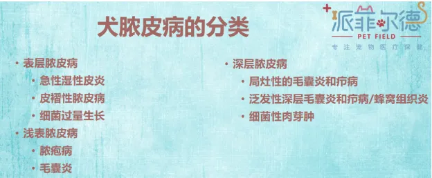 新电（店）商大会回顾 | 派菲尔德宠物医院院长牛光斌：宠物门店如何处理常见犬猫健康问题 | 宠物行业洞察