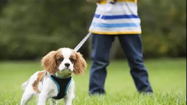 理论都一样，为什么自己和训犬师的训练差异这么大呢？ | 宠物狗训练技巧