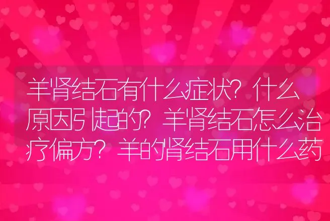 羊肾结石有什么症状？什么原因引起的？羊肾结石怎么治疗偏方？羊的肾结石用什么药治疗? | 兽医知识大全