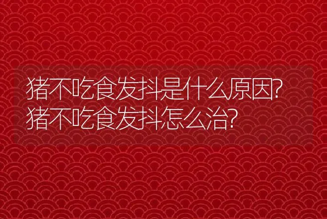 猪不吃食发抖是什么原因?猪不吃食发抖怎么治? | 兽医知识大全