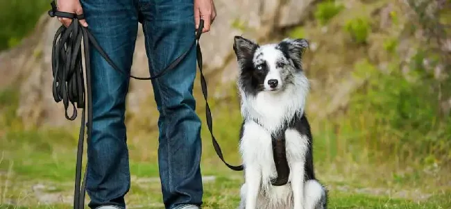 理论都一样，为什么自己和训犬师的训练差异这么大呢？ | 宠物狗训练技巧