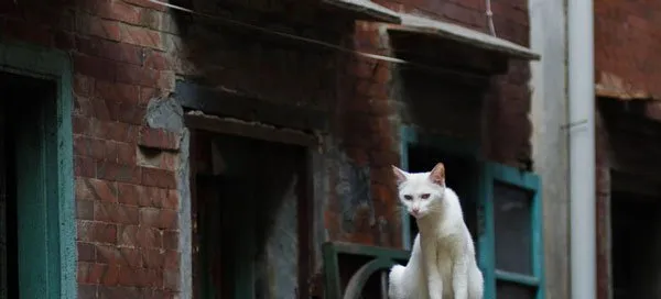 流浪猫猫图组 | 宠物猫图片