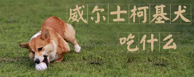 威尔士柯基犬吃什么 | 宠物病虫害防治