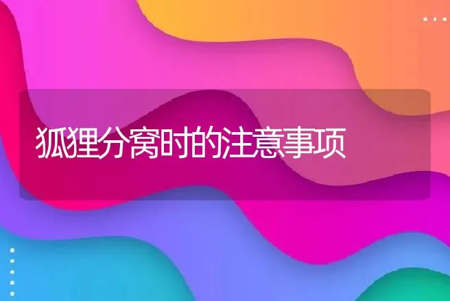 狐狸分窝时的注意事项 | 动物养殖