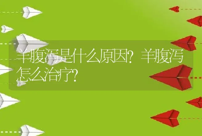 羊腹泻是什么原因？羊腹泻怎么治疗？ | 兽医知识大全