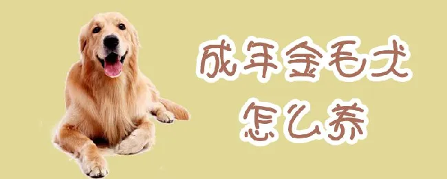 成年金毛犬怎么养 | 宠物病虫害防治