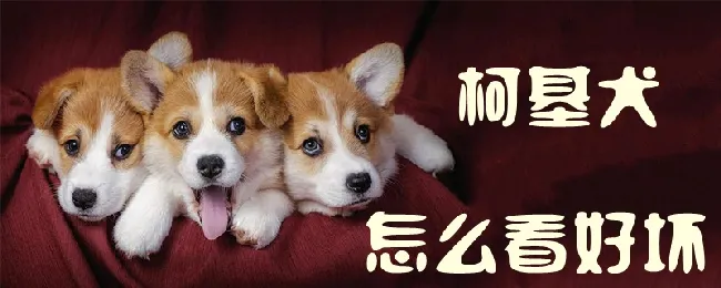 柯基犬怎么看好坏 | 养宠入门知识