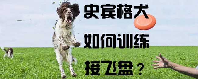 史宾格犬如何训练接飞盘 | 宠物训练技巧