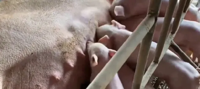 母猪严重便秘怎么处理？怀孕母猪便秘不吃怎么办解决 | 养殖病虫害科普
