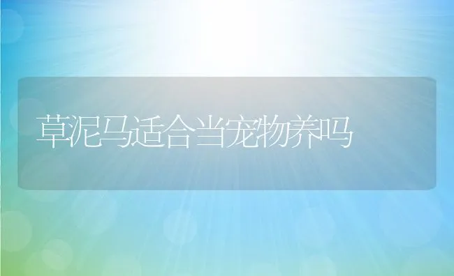 草泥马适合当宠物养吗 | 宠物训练技巧