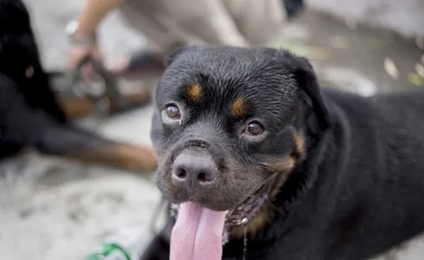 宠物狗罗威纳犬性格特点及图片 | 宠物狗选购技巧