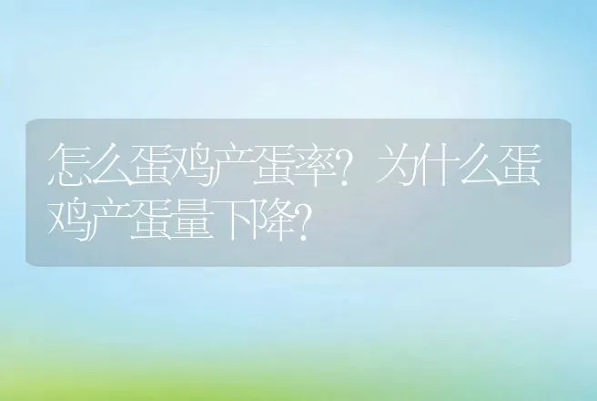 怎么蛋鸡产蛋率？为什么蛋鸡产蛋量下降？ | 家禽养殖