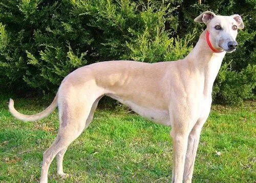 灵缇犬选购之外形特征 | 宠物狗选购技巧
