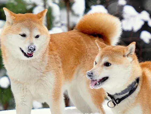 美国可卡犬如何训练 活泼好动的狗狗比较容易训练 | 宠物训练技巧