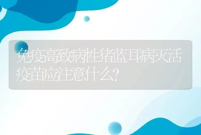 免疫高致病性猪蓝耳病灭活疫苗应注意什么? | 动物养殖