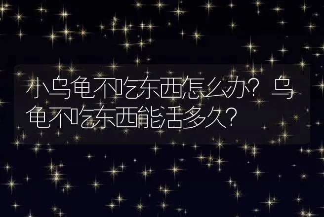 小乌龟不吃东西怎么办？乌龟不吃东西能活多久？ | 特种养殖