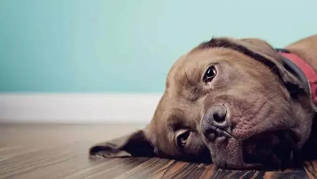 老年犬排尿增多？可能是慢性肾衰竭，治疗狗狗需要分两阶段 | 宠物狗病虫害防治