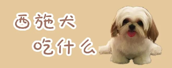 西施犬吃什么 | 宠物病虫害防治