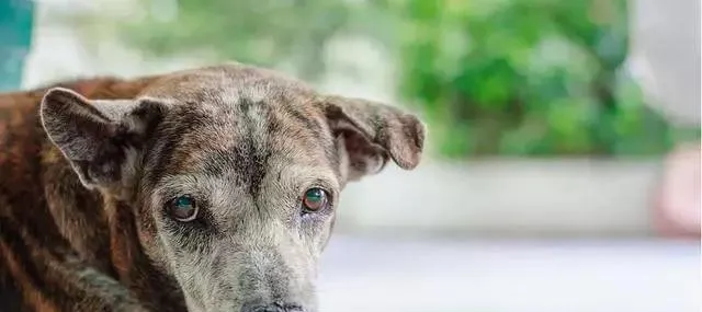 老年犬排尿增多？可能是慢性肾衰竭，治疗狗狗需要分两阶段 | 宠物狗病虫害防治