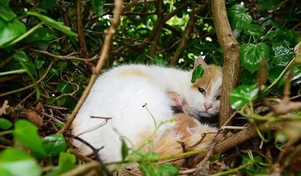 爱尔兰一只流浪猫在鸽子窝诞下小猫崽 | 宠物新闻资讯