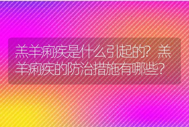 羔羊痢疾是什么引起的?羔羊痢疾的防治措施有哪些？ | 兽医知识大全