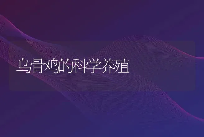 乌骨鸡的科学养殖 | 动物养殖